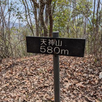 天神山(⁠◔⁠‿⁠◔⁠)