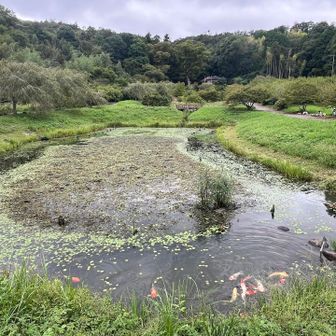 池があって錦鯉がお口パクパク。
ここから1時間かけて根本山へ。
いつものことだけどロードなげ〜😅