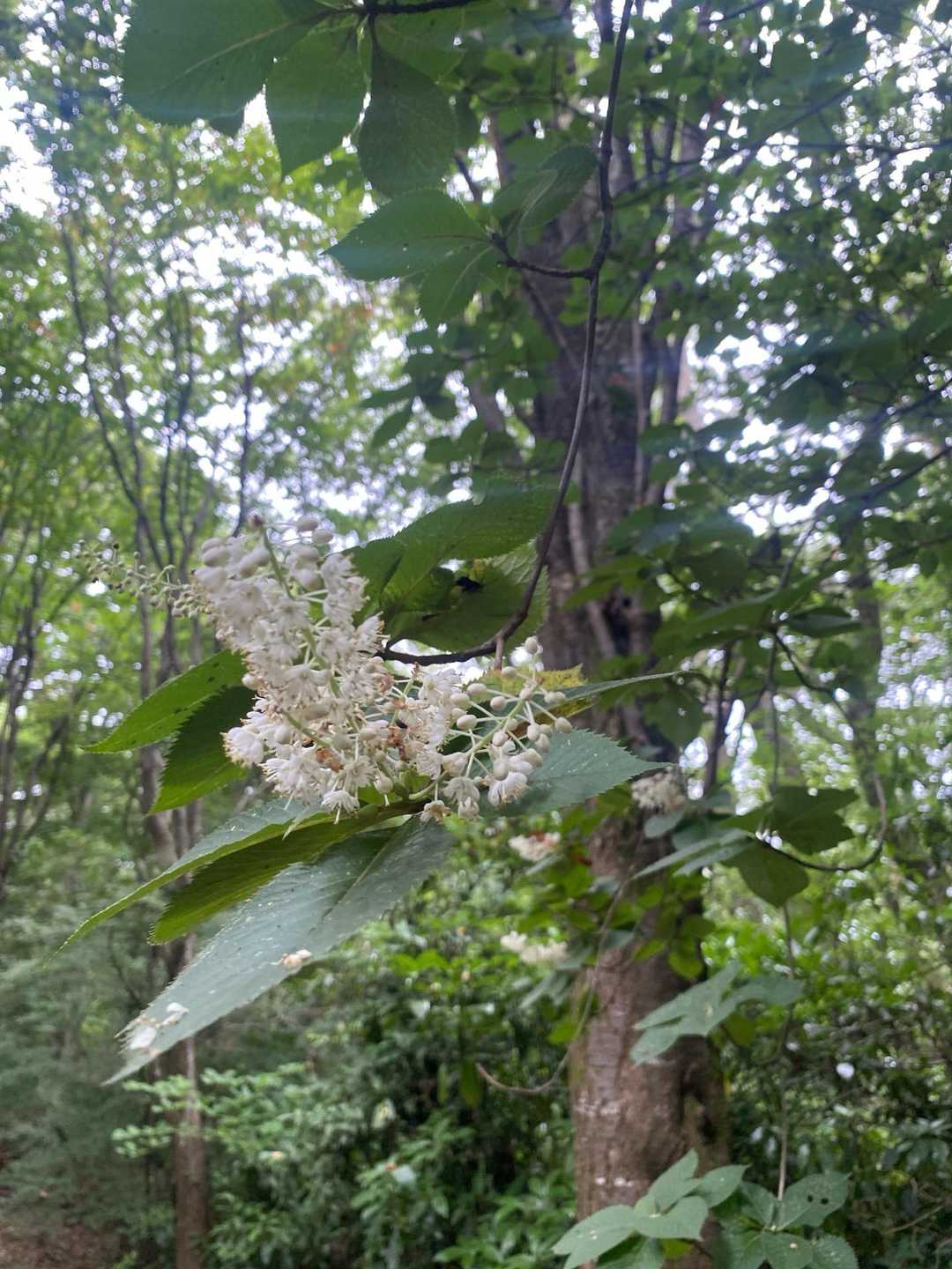 あたご天狗の森登山口-南山 往復コースの写真