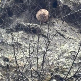 ほら、ココ‼️
大きな蜂の巣🐝　🫢