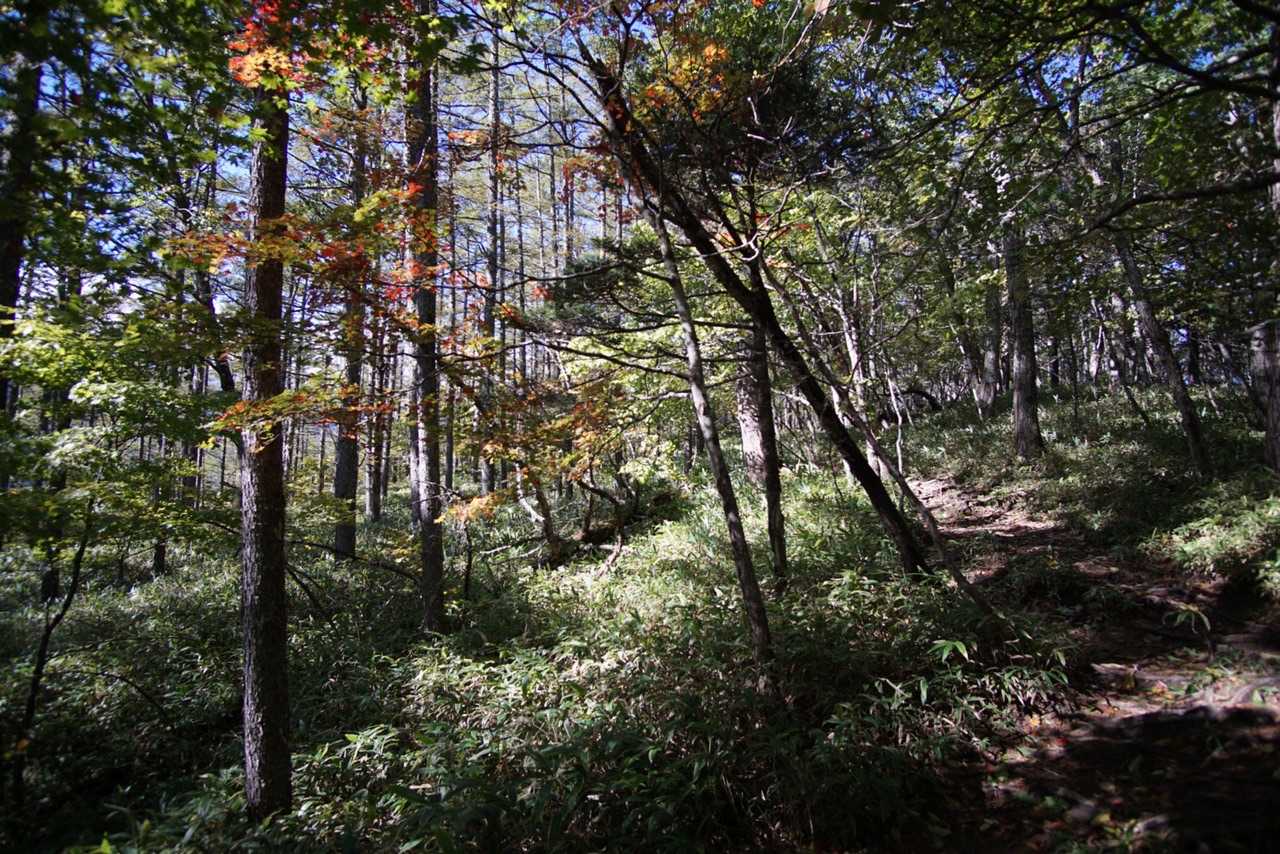 頂上近くは紅葉してます🍁