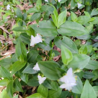 下山した所に白いツユクサが群生してます。
いい感じ。