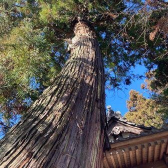 三光神社の大杉
神社に寄りかかっています