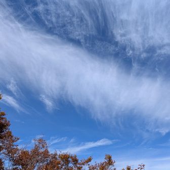 秋空、気持ち良い🐱