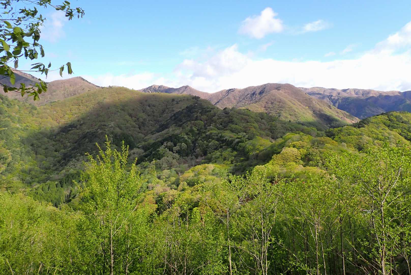 🌲日があったって緑がキレイ🌲
