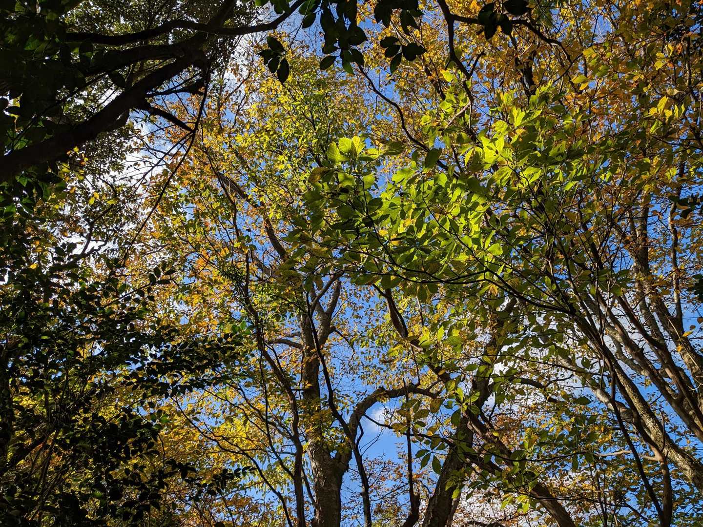 紅葉を楽しみながら🍁