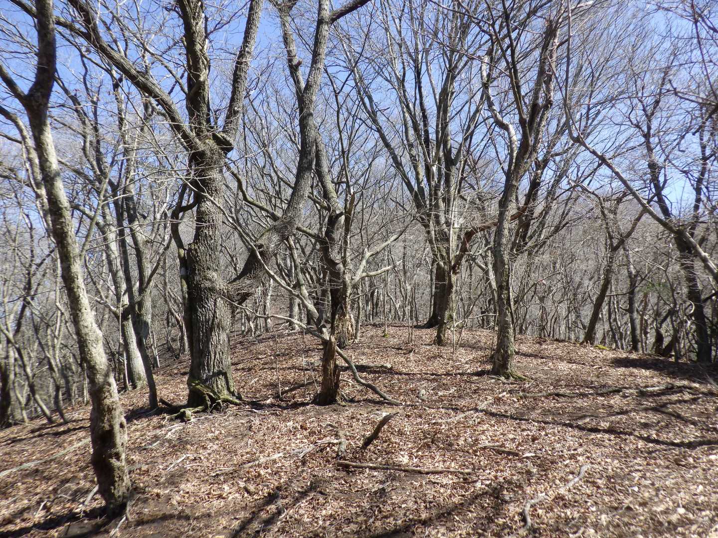 葉が降っていて歩きやすいですね。