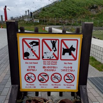 野生動物なのでエサやりは禁止だが、こっそりエサを与えているお婆々がいた😞