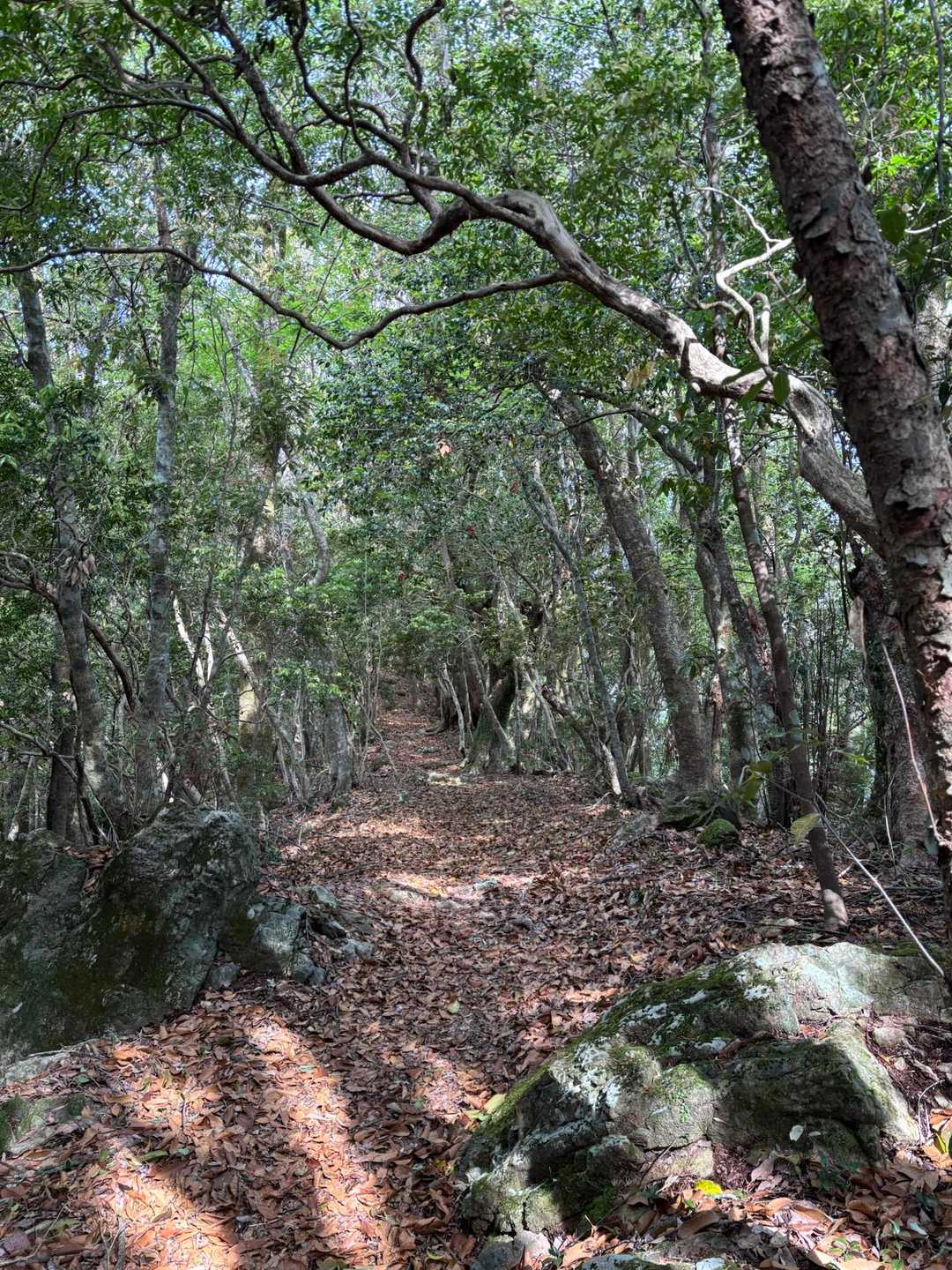 岩場上がりきると、なだらかな登山道。
