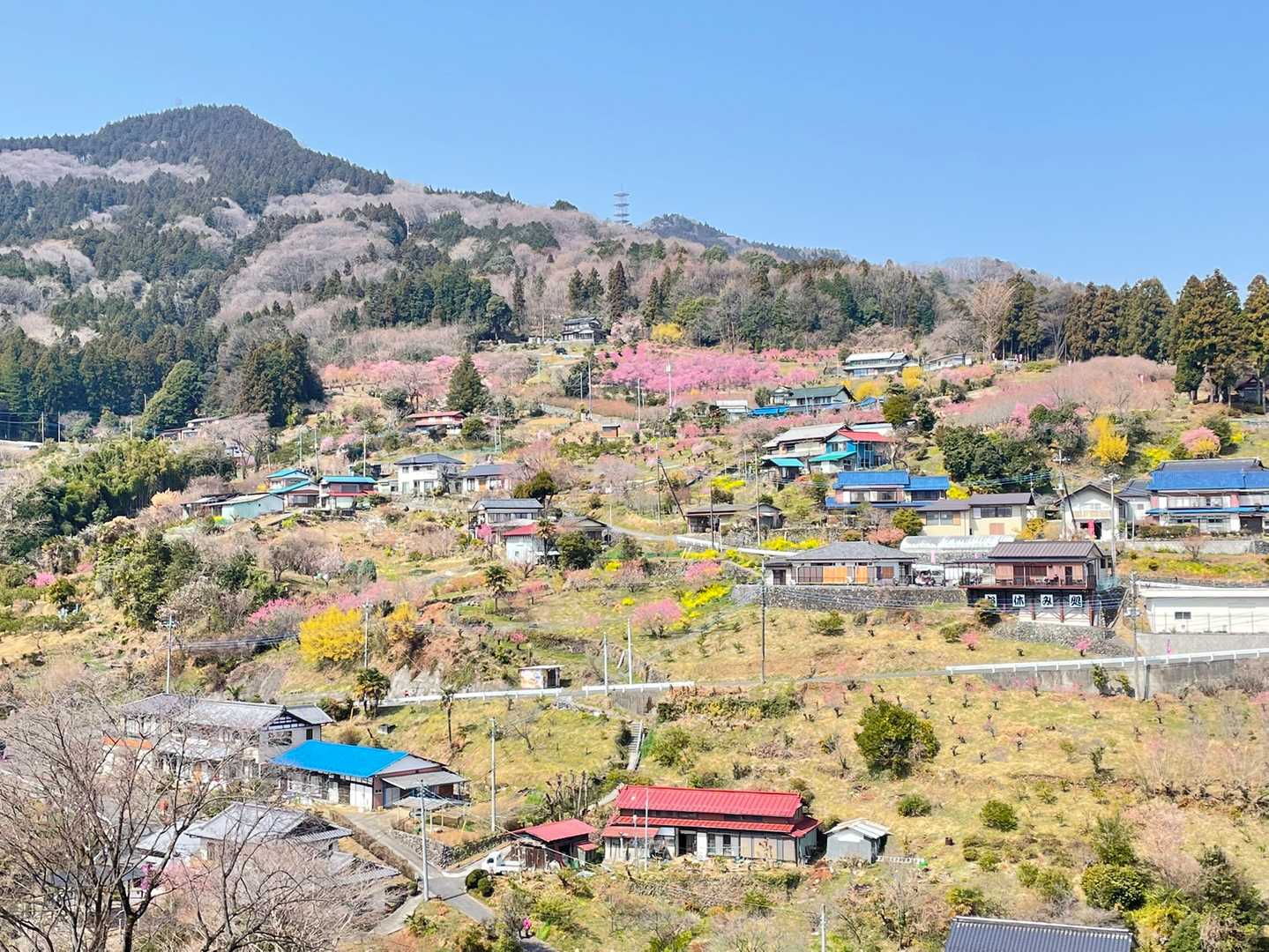 なんて心和む風景だろぅ