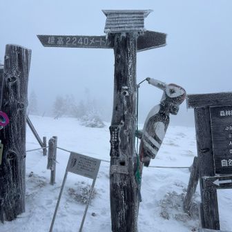 有名なキツツキ