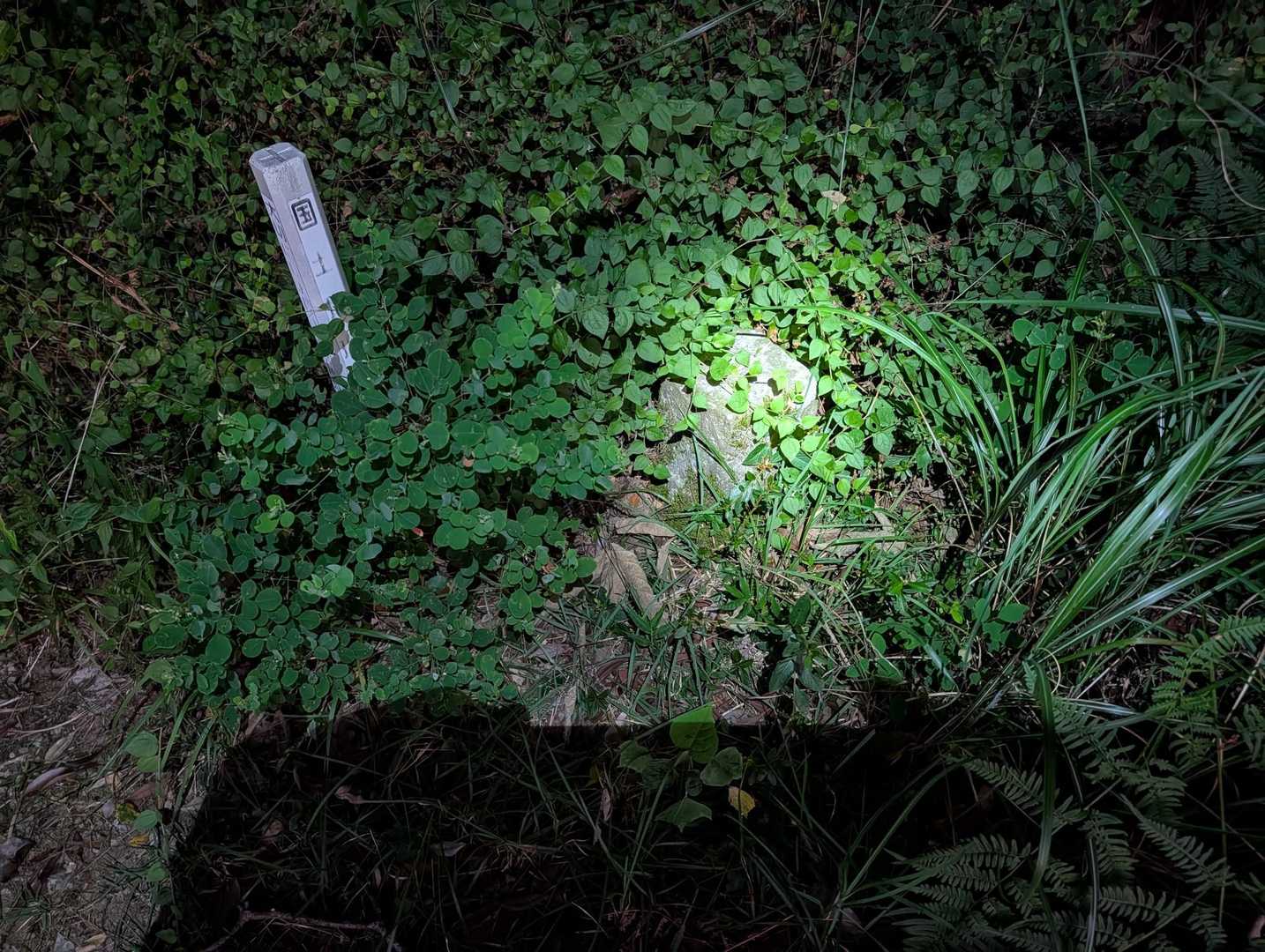 鶴羽山 往復コースの写真