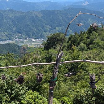 オブジェぶら下がってます