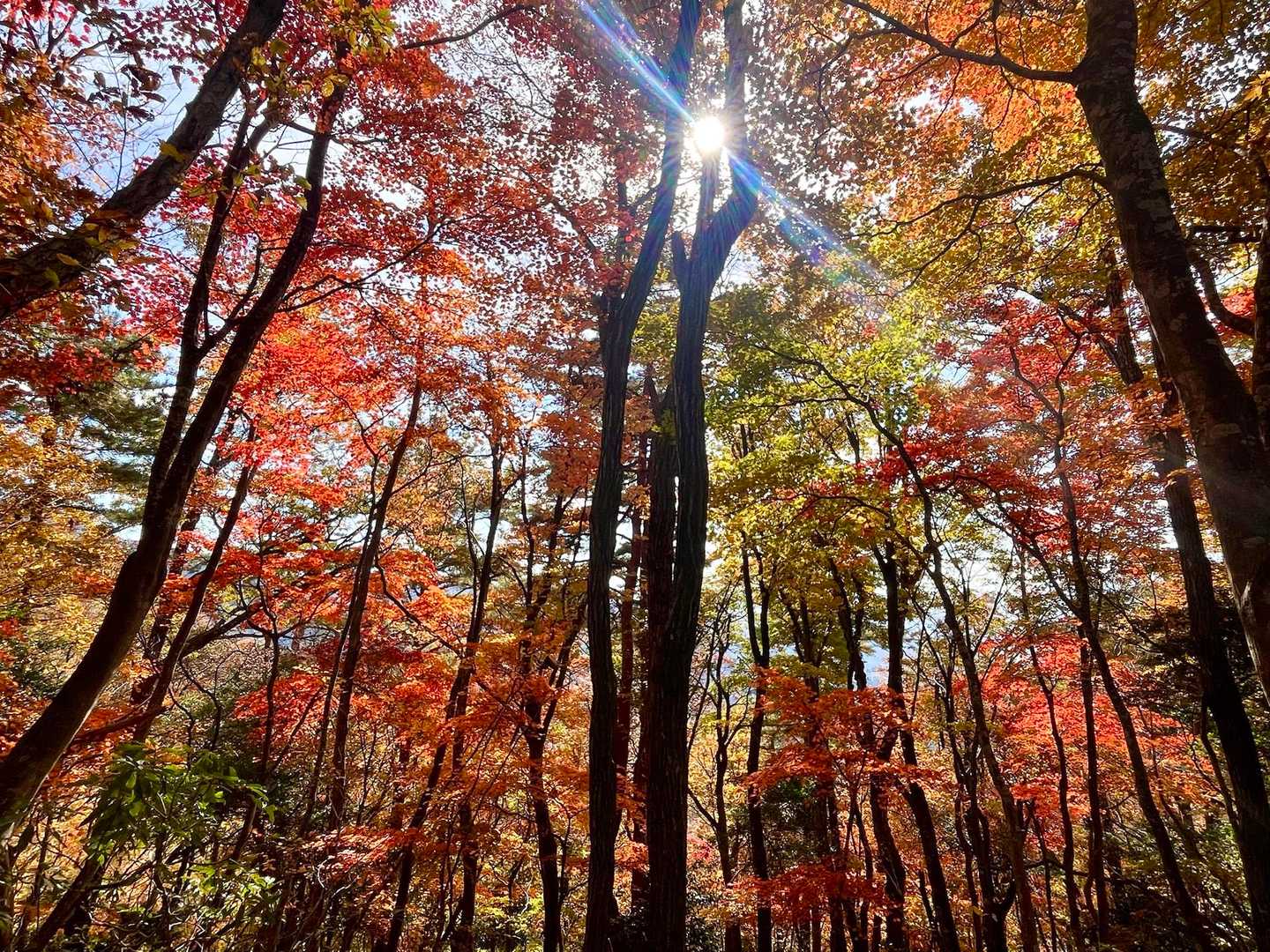己高山 周回コースの写真