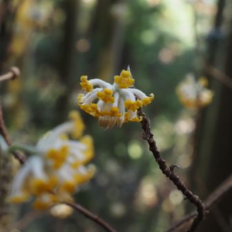 奥槙尾山から下りると、すぐにミツマタちゃん🟡しばし、撮影タイム📷