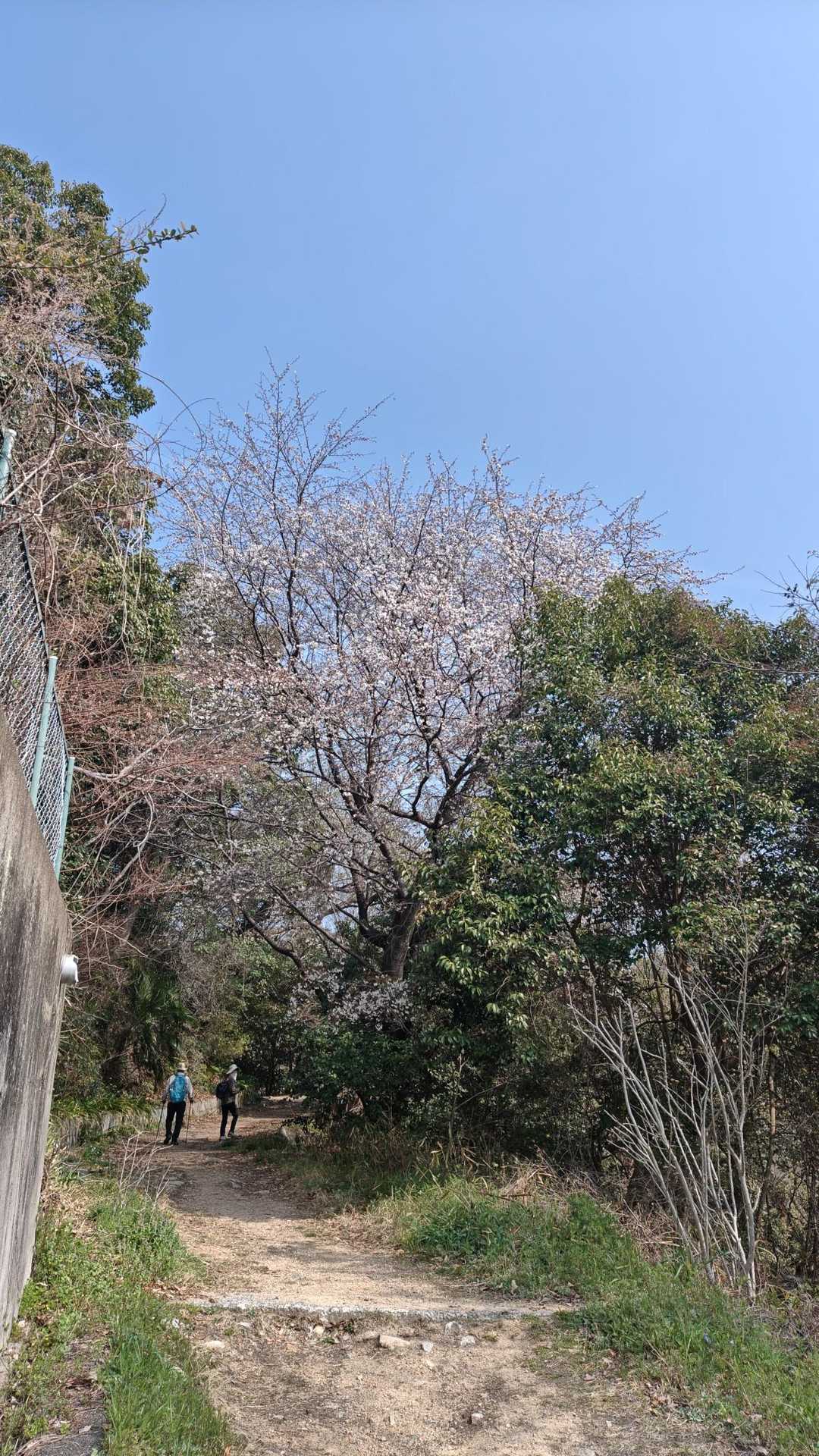 登山口の桜は見頃を迎えていました。
