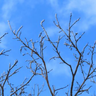 ほんの少しだけの霧氷