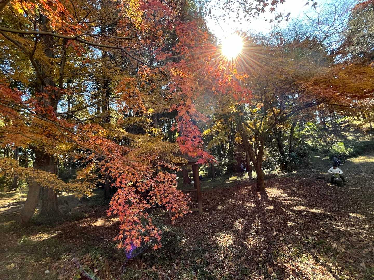 肉眼で見るとキレイなんですが、なかなか写真では伝わらない😭