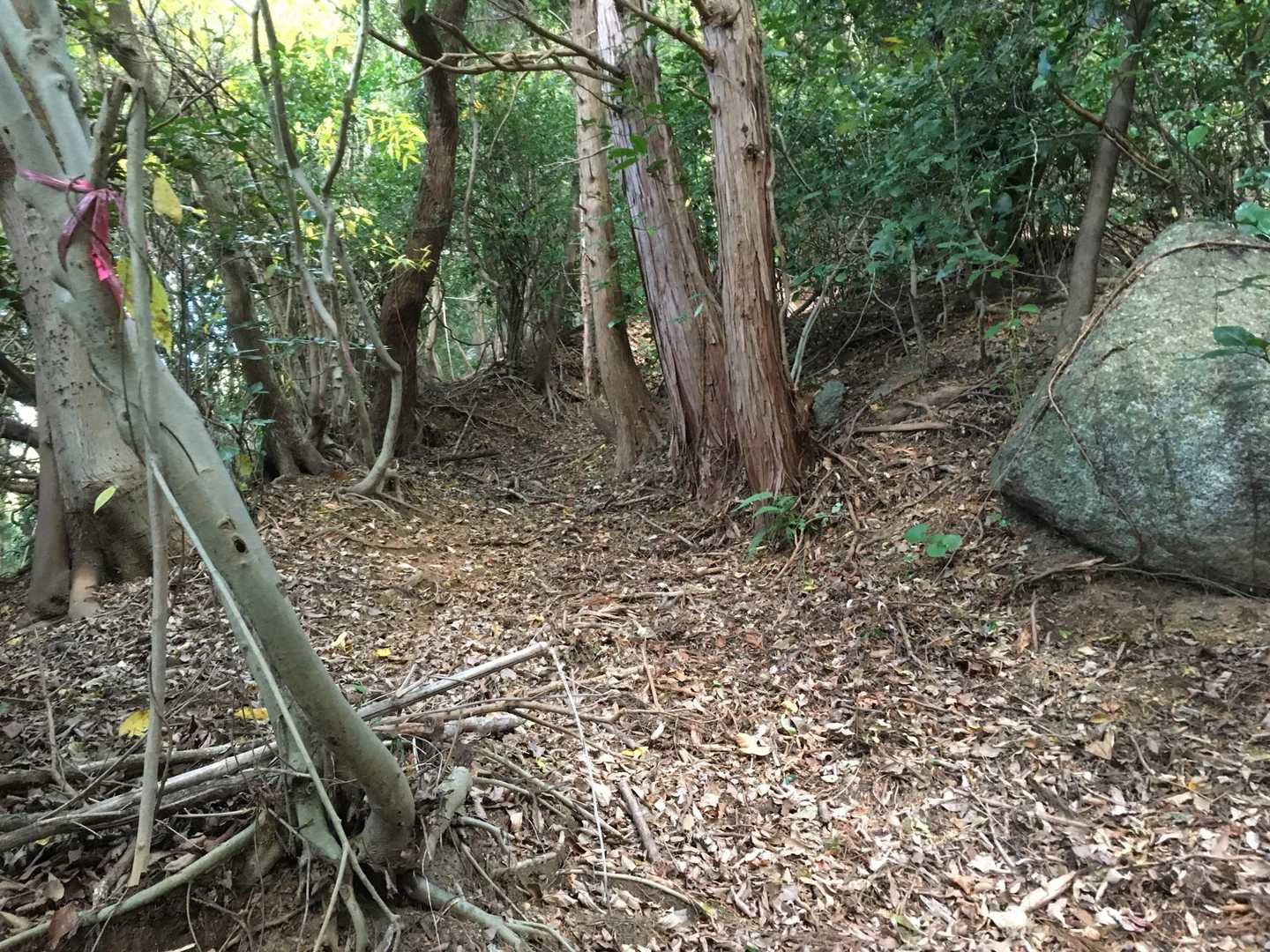 落ち葉が道を塞いでます。