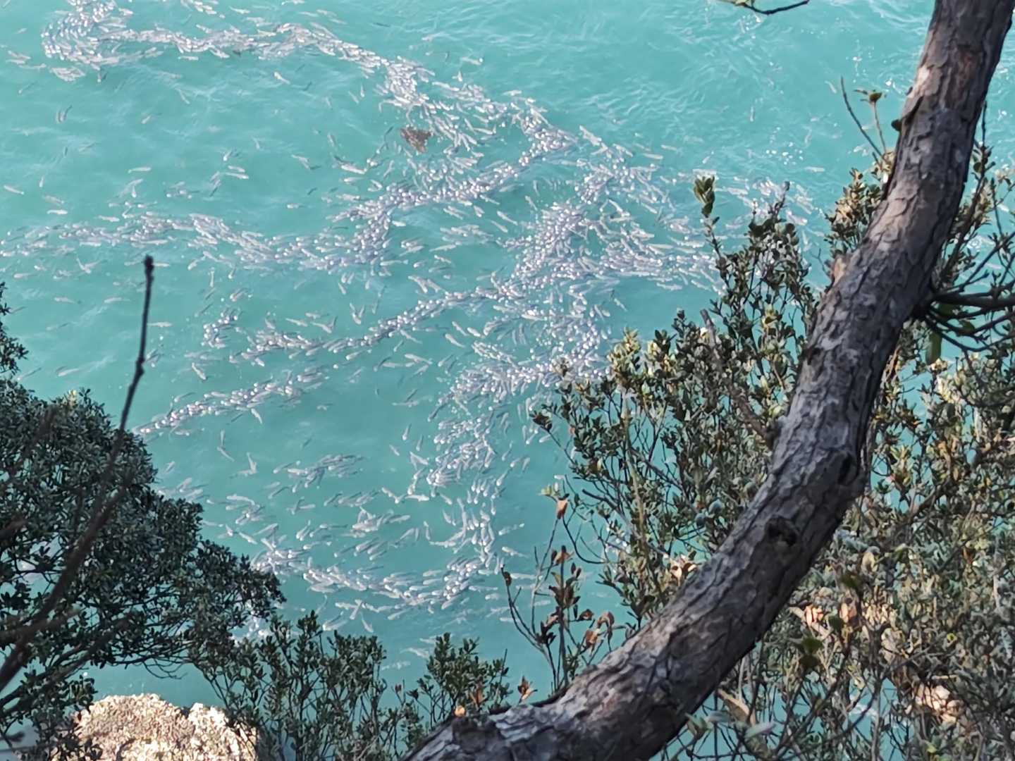 ひえ〜😱
めっちゃ魚おる〜🐟🐟🐟