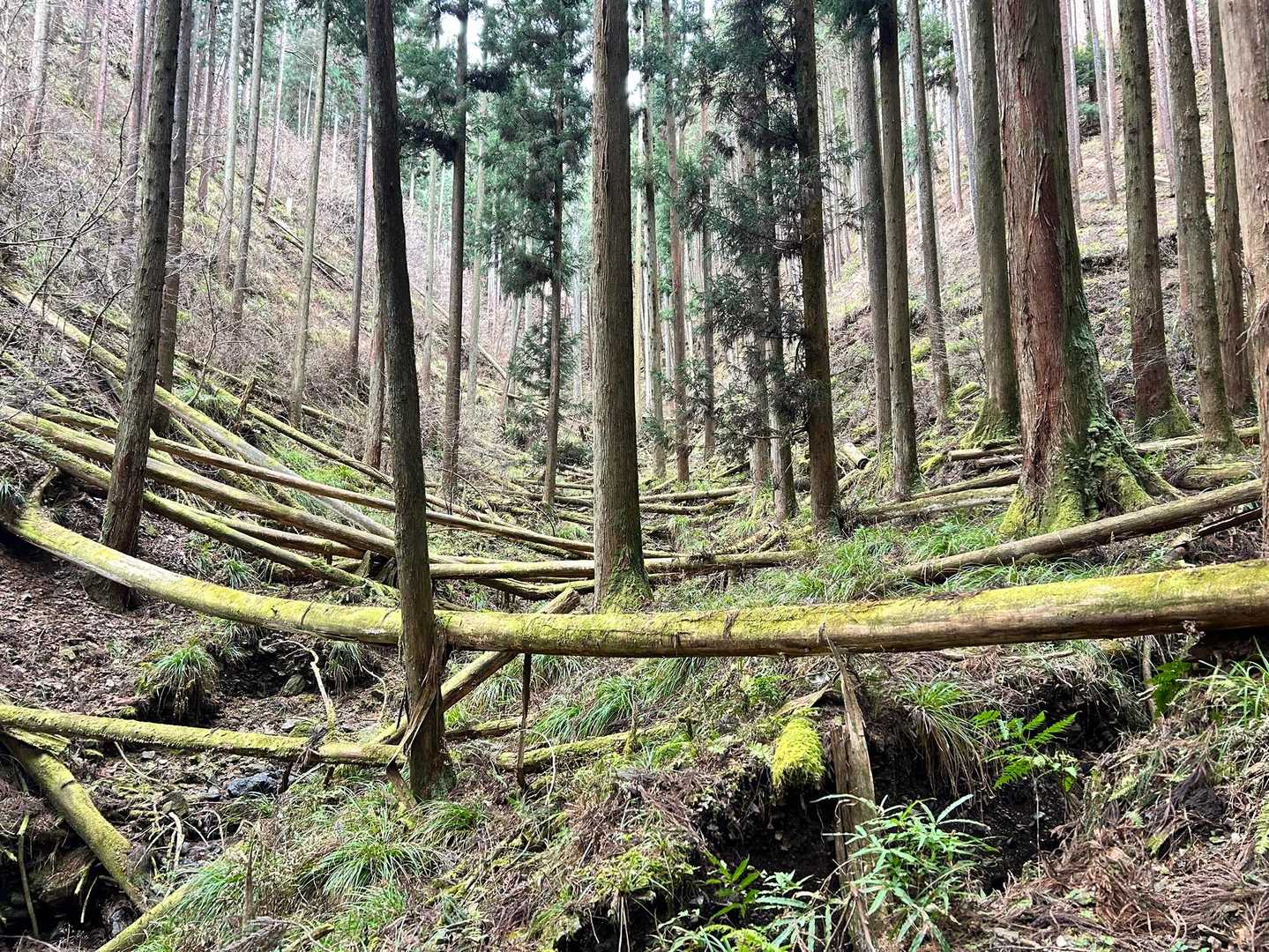⚡️イキナリの倒木ZONE‼︎ ....と思ったら
倒木ZONEは登山道では無かった為、回避 👉