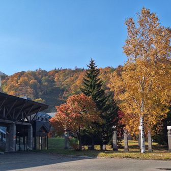 ベースの紅葉が一番の予感