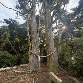 天狗杉👺🌳