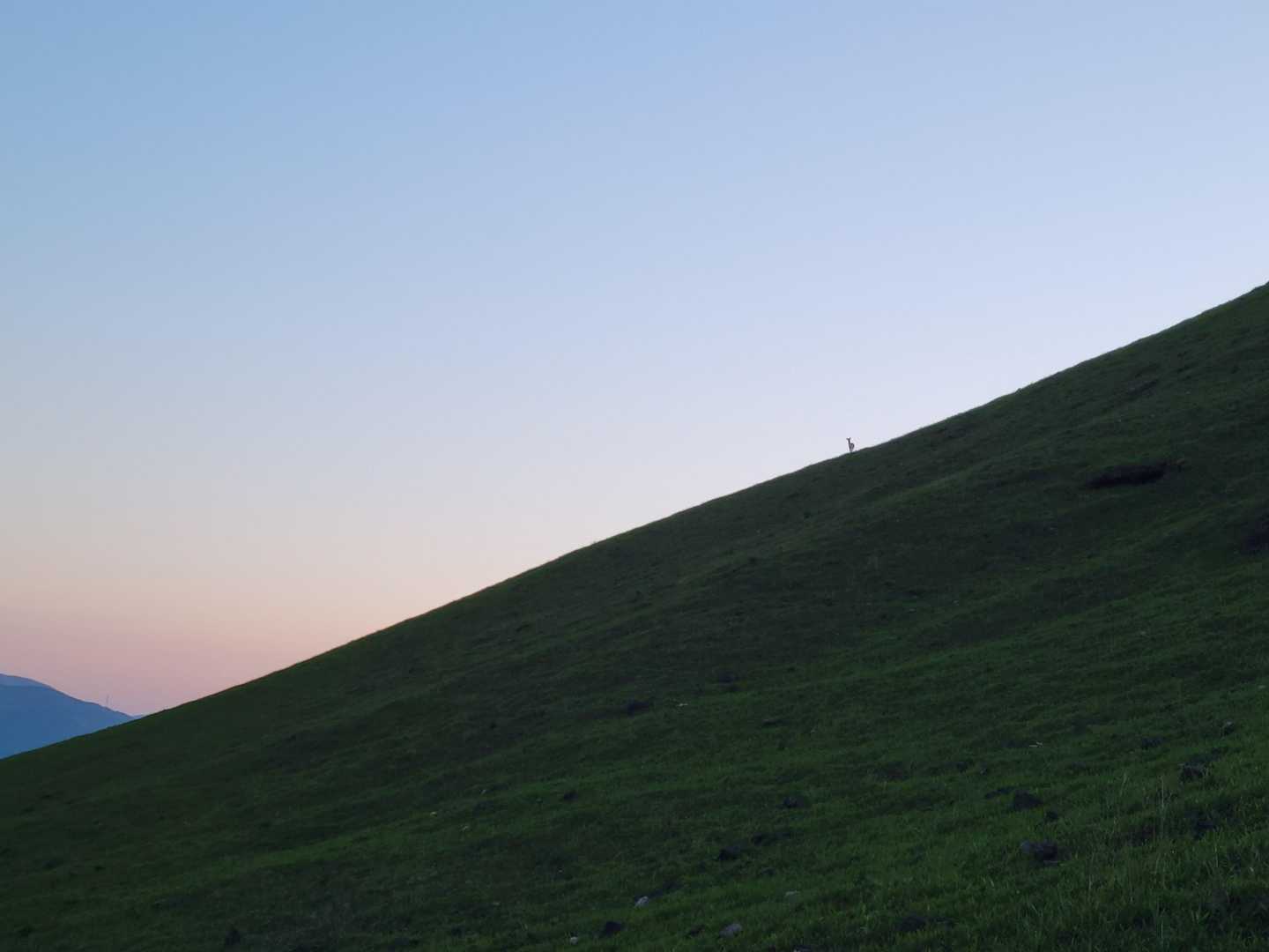 夕日が沈んだので
下山します
鹿が見送ってくれてるの
わかりますか？