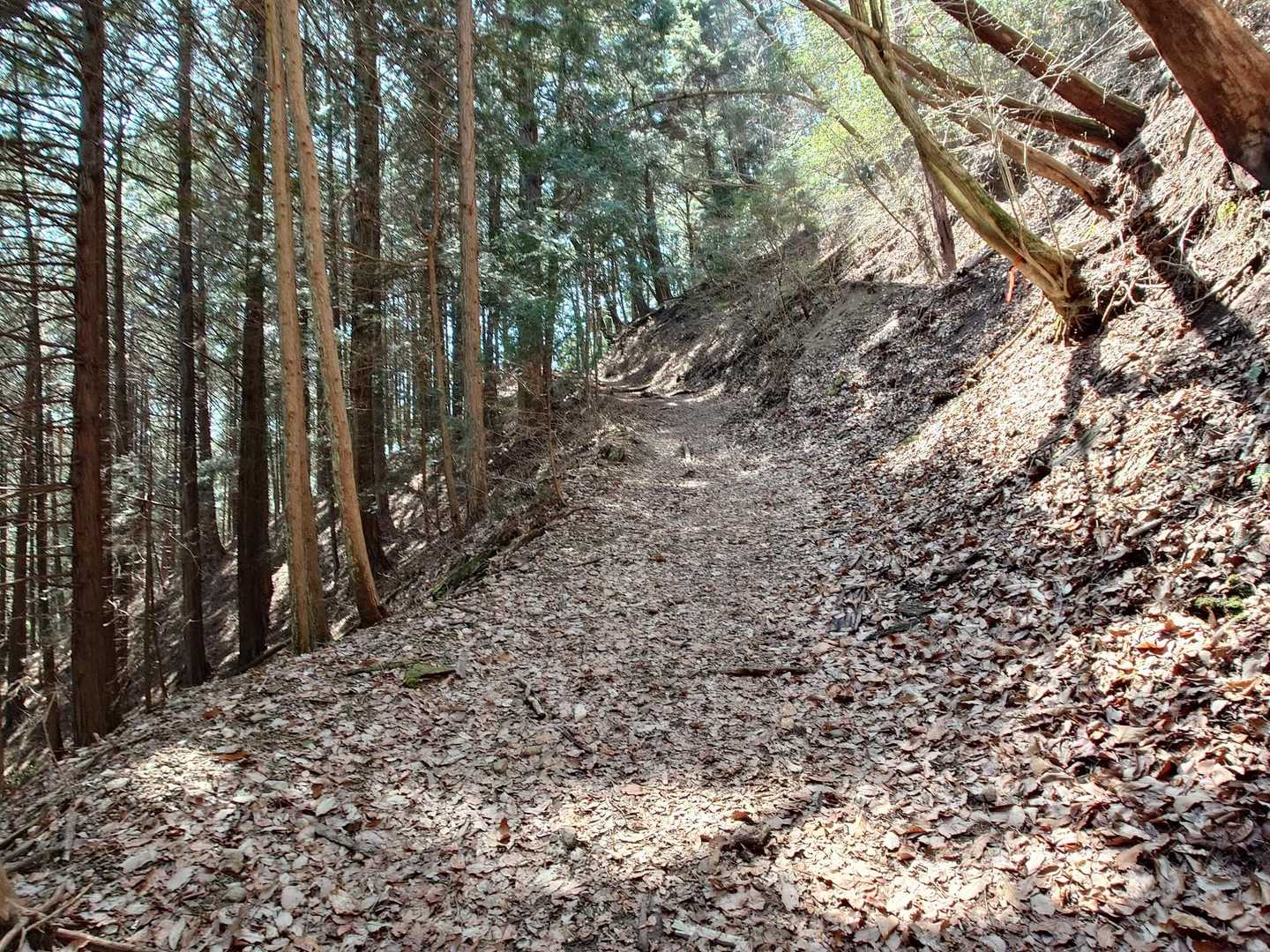 この風越山への稜線は麓から眺めるとかなりの急勾配なんだけど、登山道はこのように山腹を巻くように九十九折に整備されているので負担なく歩いて登れる。
（ただ、今はおかわりなのでかなり疲れてるけど…😅）