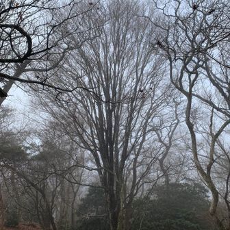 横高山いただきにて
とても美しい立ち姿
ケヤキ、かな？