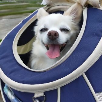 🐶紫苑君ママ🐕🐾