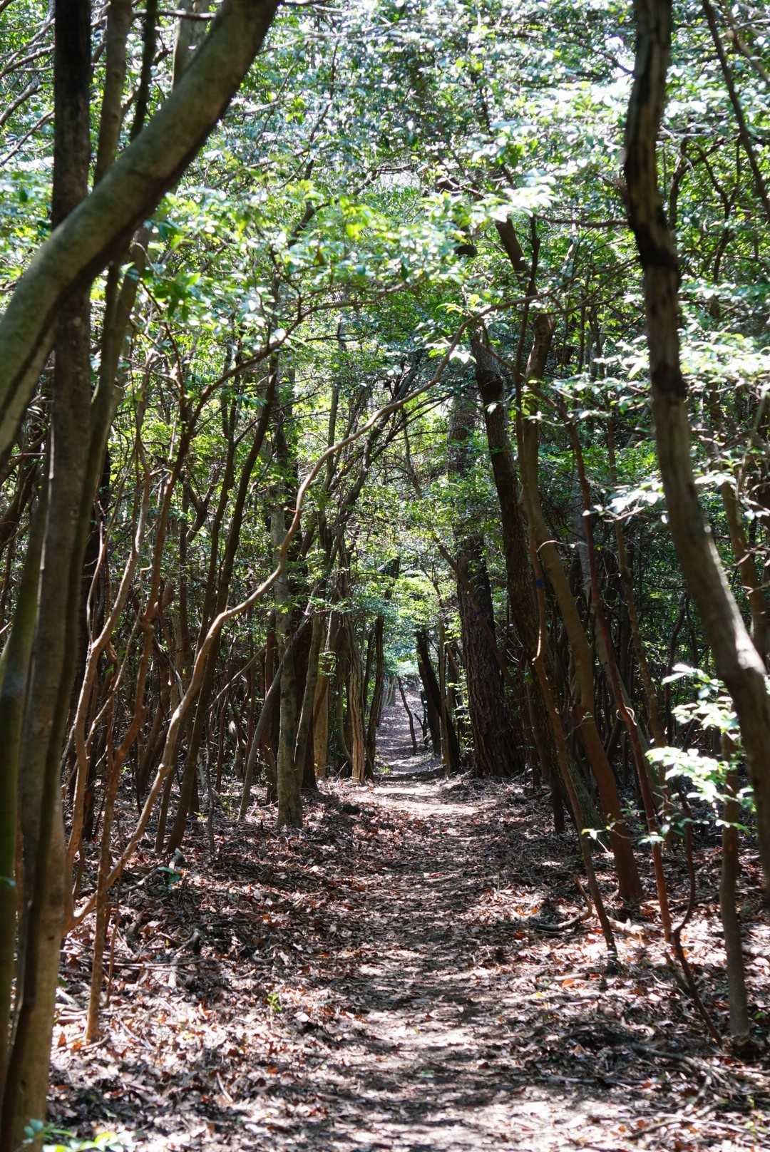 木立のトンネルを望遠で📸
