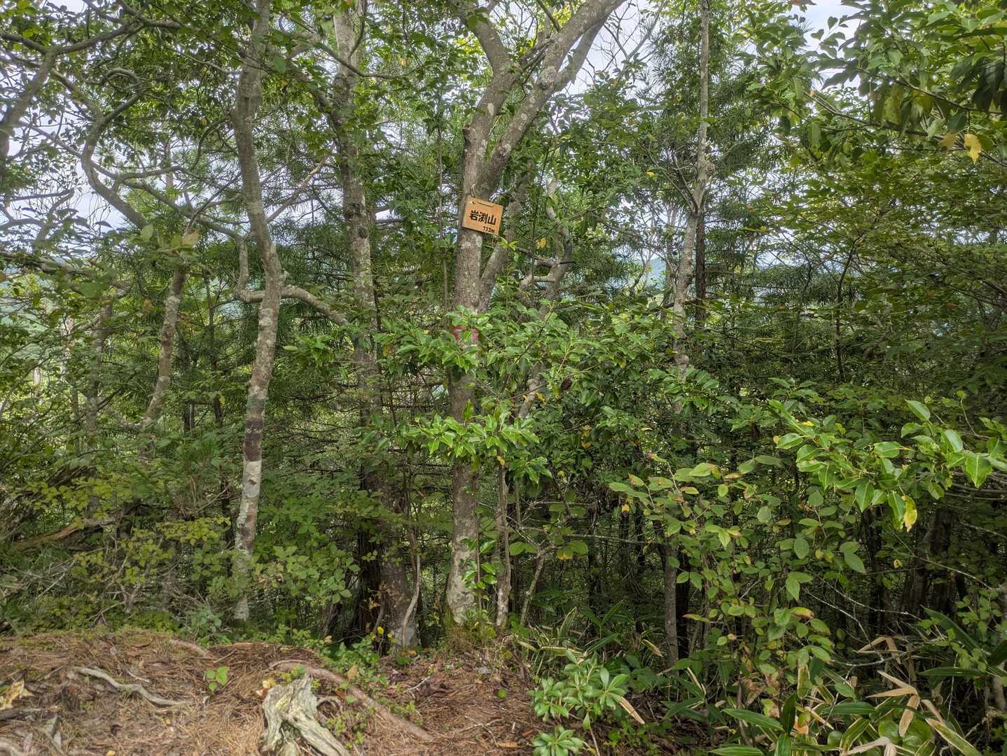 岩渕山山頂に到着。
ここまでずっと笹漕ぎの挙げ句、眺望は無し。