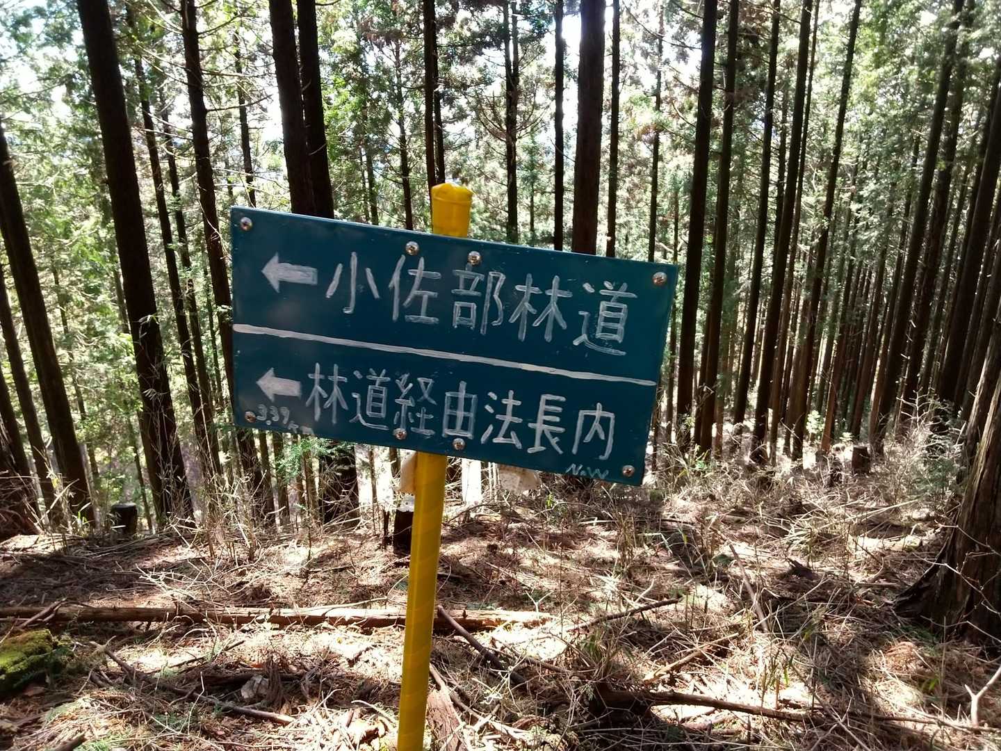林道から下山するか、父さん膝と相談する❗️
ピストンを選択した🤗