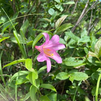 ヒメサユリ🌷今日は開いています🩷