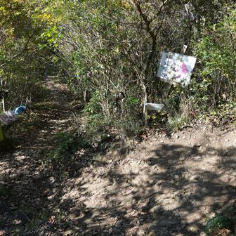 山頂から少し下ったところに、南中峠方面への分岐。