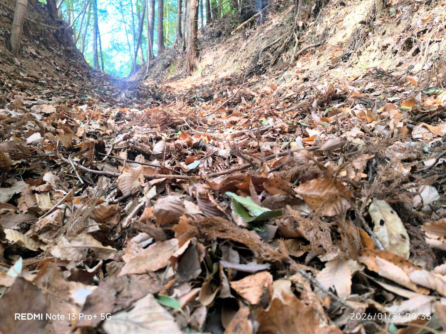 落ち葉で🍂もっふもふ。
埋もれる〜ꉂ🤣𐤔