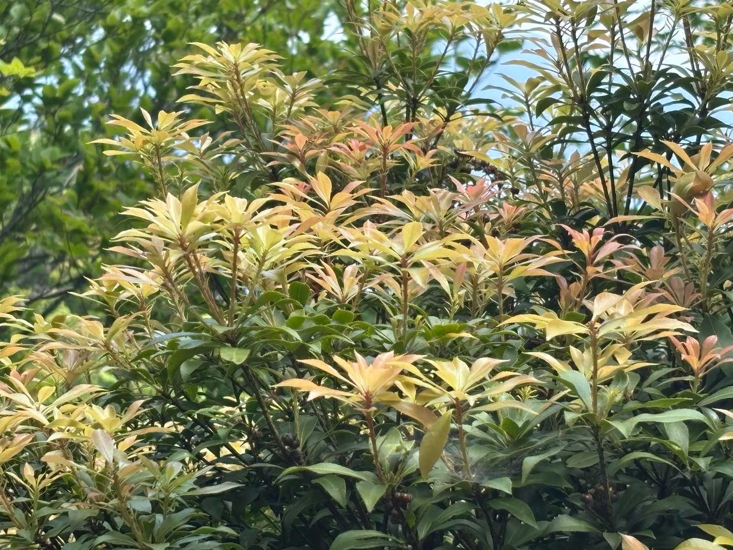馬酔木の新芽が可愛い😍