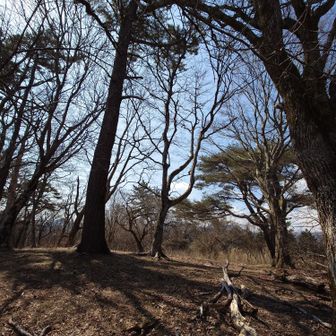 櫟山山頂。進むと桜の木があります。
