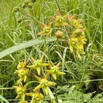 早朝であり開花、日が照り始めると閉じて来ます