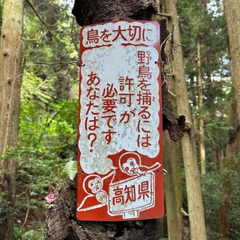 三ツ葉サイダー