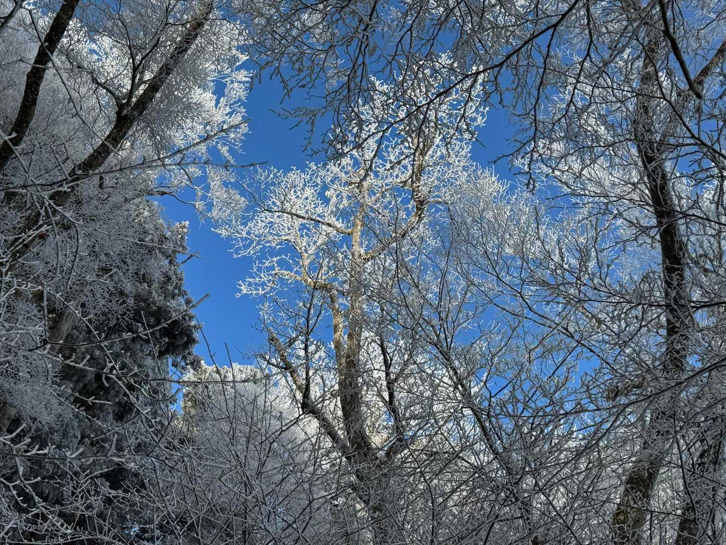 山のおもてなし｜千早本道から登る金剛山王道登山の写真