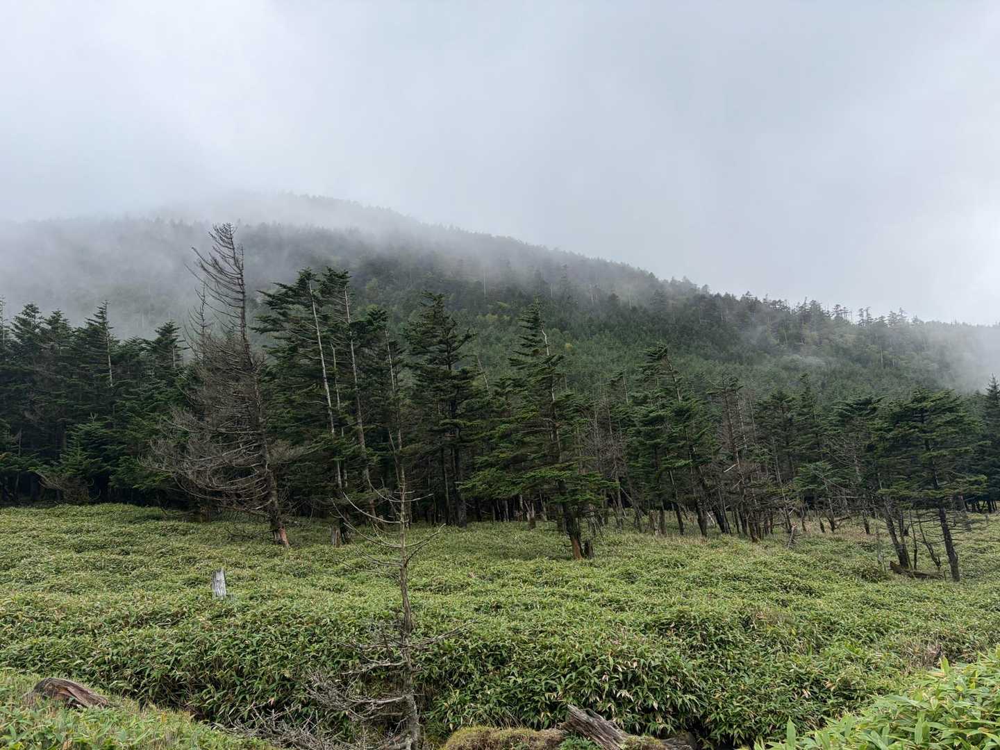 降りてきたら少し縞枯山が見えた