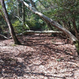 木が倒れてますが、これで休憩🥤