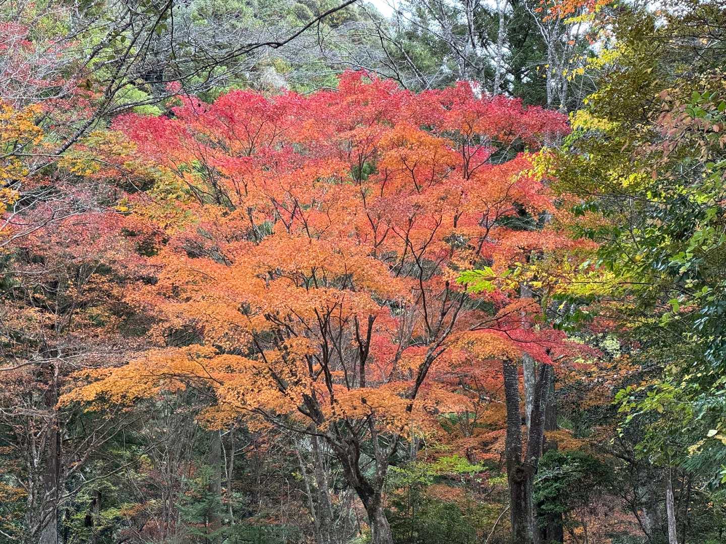 宇連山 往復コースの写真