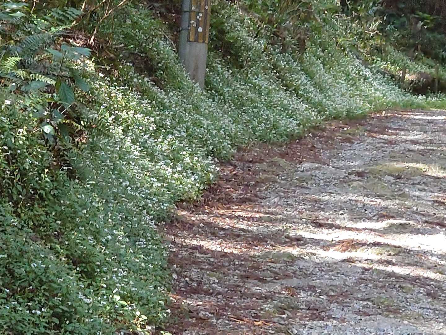 八ヶ丸山 周回コースの写真