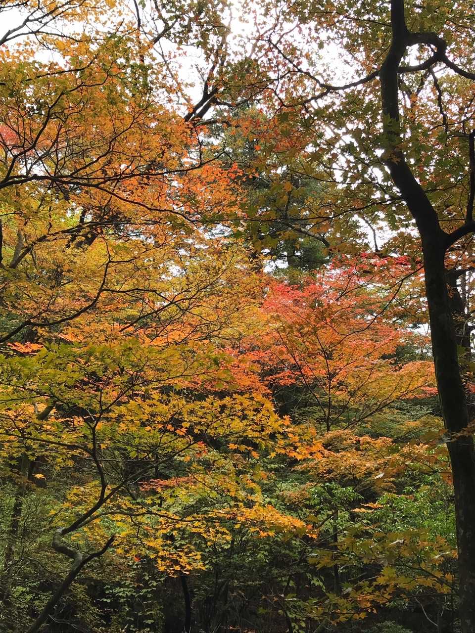 らいくんさん今日は一人でどちらのお山に行くのでしょう？手を振ってお分かれします！
結構色づいてます！ネ❣️