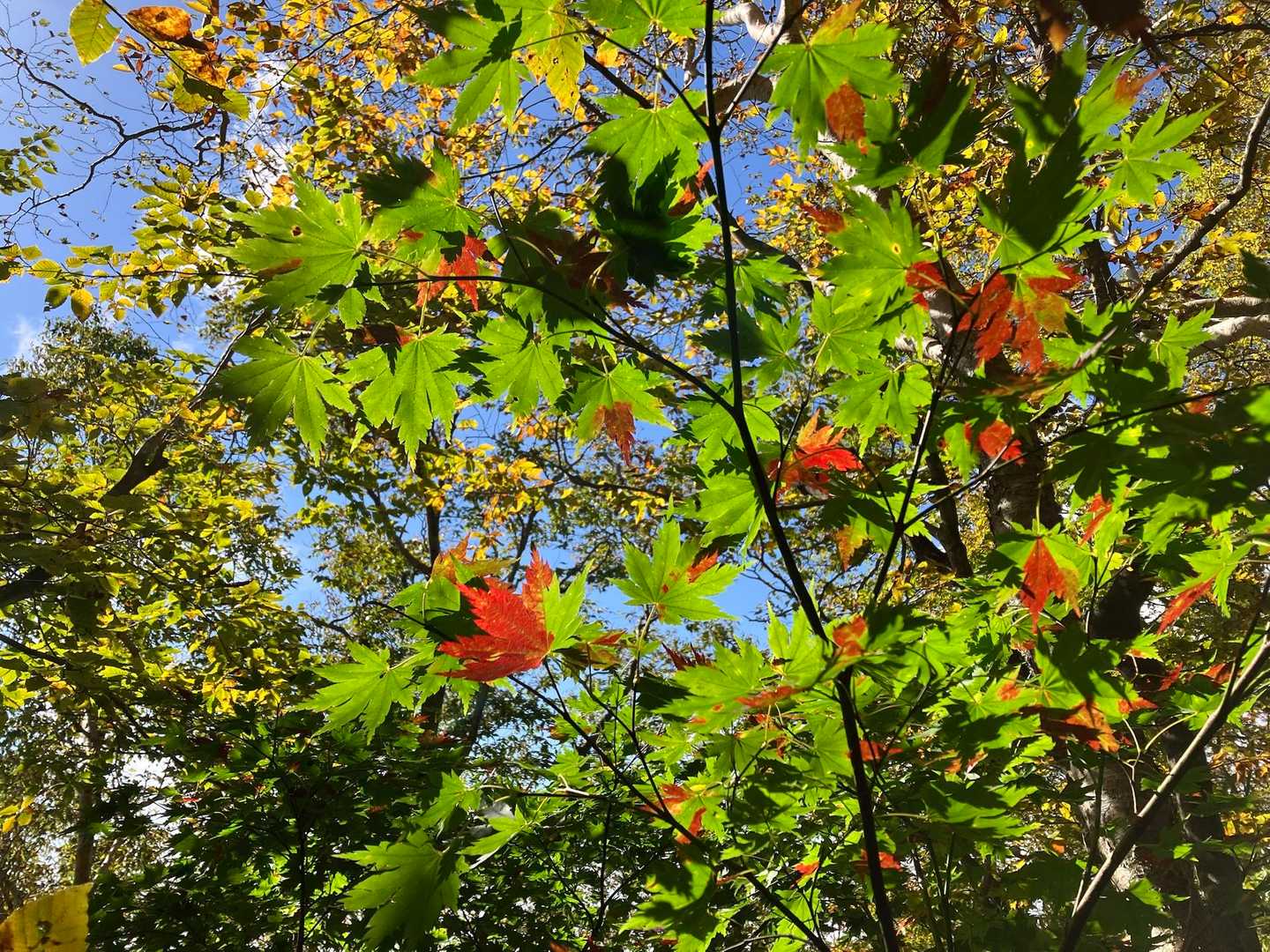ハーフの紅葉🍁が可愛い