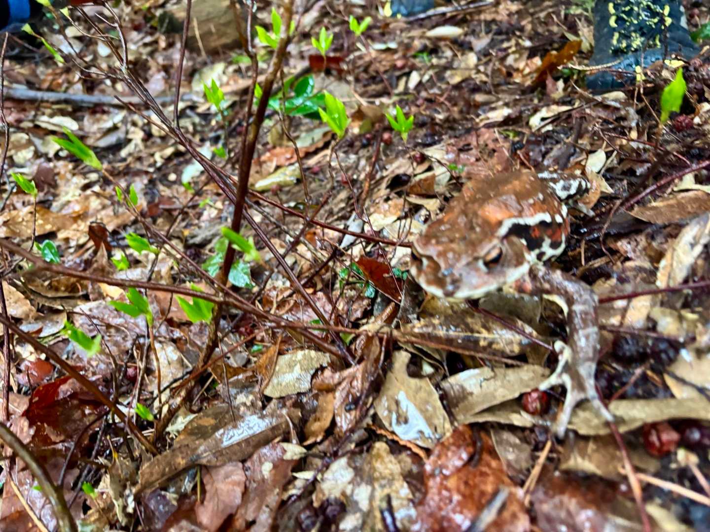 今シーズン初のケロ🐸