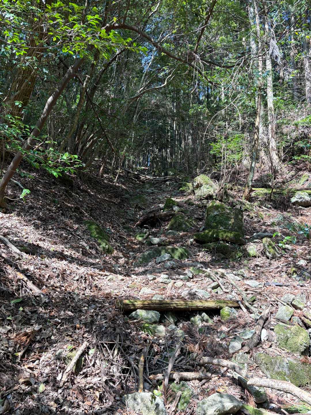 成竹山登山口-成竹山-大丸山-鷲ヶ岳 周回コースの写真